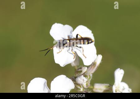 Primo piano femmina piume parassita Ichneumon xanthorius famiglia piume o ichneumonidi (Ichneumonidae) sui fiori del razzo di dame Foto Stock
