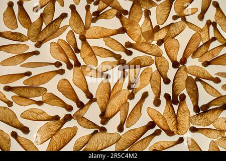 Semi di sicomoro sparsi su uno sfondo chiaro Foto Stock