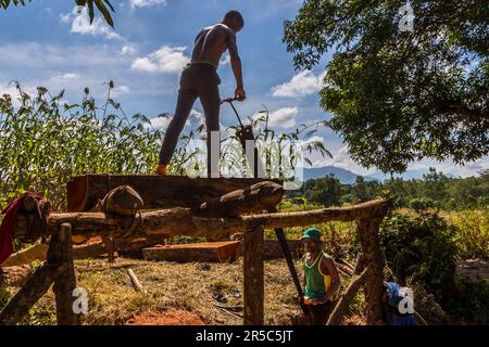 Non c'è segheria in Malawi. Ovunque le tavole sono segate a mano come a Malosa, Malawi Foto Stock