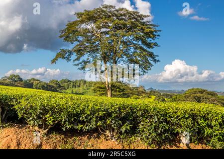 Vista laterale (sezione trasversale) di un campo da tè sulla Satemwa Estate con albero ombreggiato, Thyolo. Le piante da tè sono tagliate a forma e altezza di un tavolo. Piantagione di tè e caffè Satemwa vicino a Thyolo, Malawi Foto Stock
