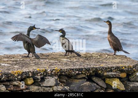 Tre shag, Gulosus aristotelis, tra cui i giovani su un grido, Shetland. Foto Stock