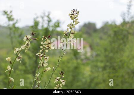 Piante fiorite di Eruca vesicaria ssp sullo sfondo di erba verde e cielo blu Foto Stock