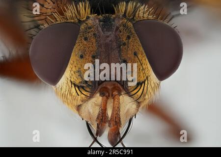 Die Igelfliege (Tachina fera) Foto Stock