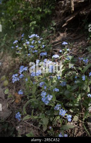 Foto dei fiori di Myosotis che crescono nella foresta, lo sfondo è sfocato Foto Stock