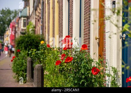 Papaveri rossi che scavano sulla strada, Leiden, Paesi Bassi Foto Stock