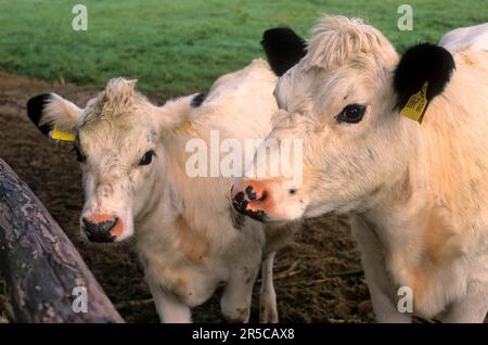 Fjaell bovini, mucca di montagna svedese, Fjaellko Foto Stock