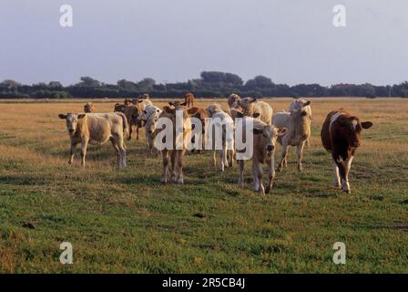 Bovini di pianura bianchi e neri, bovini di pianura bianchi e neri Foto Stock