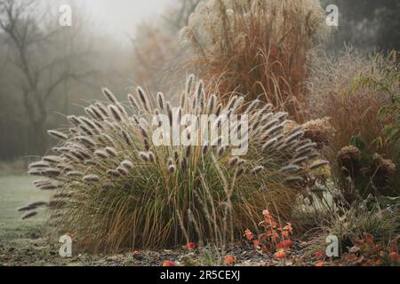 Erbe ornamentali con farro - canna cinese (Miscanthus sinensis 'China') e erba setola di piume (Pennisetum alopecuroides var. viridescens) Foto Stock