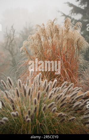 Erbe ornamentali con farro - canna cinese (Miscanthus sinensis 'China') e erba setola di piume (Pennisetum alopecuroides var. viridescens) Foto Stock