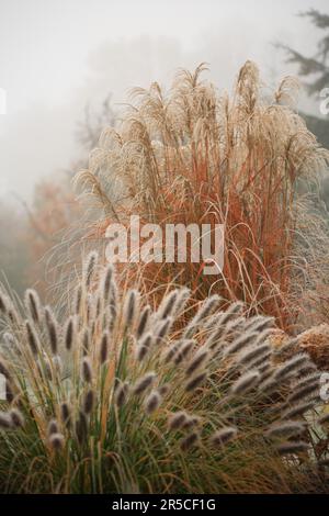 Erbe ornamentali con farro - canna cinese (Miscanthus sinensis 'China') e erba setola di piume (Pennisetum alopecuroides var. viridescens) Foto Stock