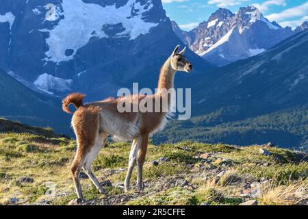 Guanaco (Llama guanicoe) in cima alla montagna di fronte ai cuernos, le corna, Parco Nazionale Torres del Paine, Cile Foto Stock