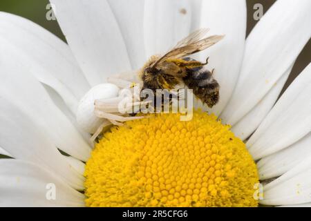 Ragno di granchio d'oro (Misumena vatia) con vittima su fiore daisy, Assia, Germania Foto Stock
