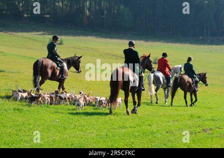 Equitazione, impacco cavaliere e beagle, caccia al trascinamento, beagle, impacco, caccia, picorn, picorns Foto Stock