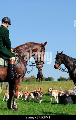 Equitazione, impacco cavaliere e beagle, caccia al trascinamento, beagle, impacco, caccia, picorn, picorns Foto Stock