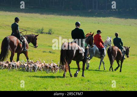 Equitazione, impacco cavaliere e beagle, caccia al trascinamento, beagle, impacco, caccia, picorn, picorns Foto Stock