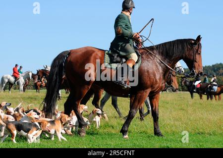 Equitazione, impacco cavaliere e beagle, caccia al trascinamento, beagle, impacco, caccia, picorn, picorns Foto Stock