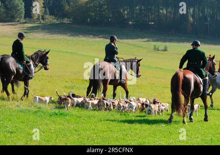 Equitazione, impacco cavaliere e beagle, caccia al trascinamento, beagle, impacco, caccia, picorn, picorns Foto Stock