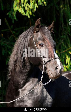 Pony gallese a forma di pannocchia, stallone, nero, sezione C, gallese C, stallone del vincitore federale Foto Stock