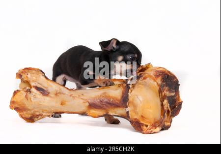 Chihuahua, capelli corti, nero-e-tan, cucciolo, 11 settimane, gnaws su osso grande Foto Stock