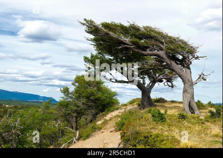 Arboles Banderas, alberi a forma di vento, Tierra del Fuego, Patagonia, Argentina, vento, vento Foto Stock