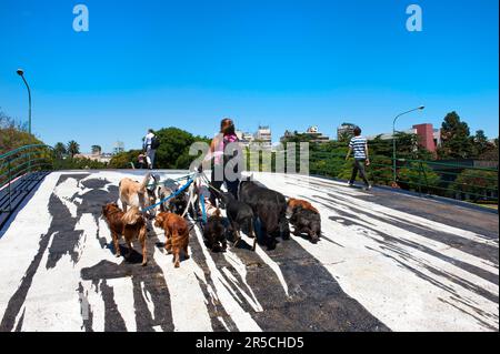 Dog sitter, Donna con molti cani, bel ponte n. 1, ponte pedonale su Libertador Avenue, Buenos Aires, Argentina, Dog sitter Foto Stock