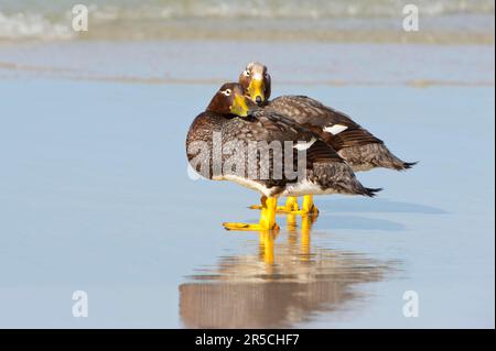 Anatre di Falkland (Tachyeres brachypterus), Saunder, Isole Falkland, Islanda Foto Stock