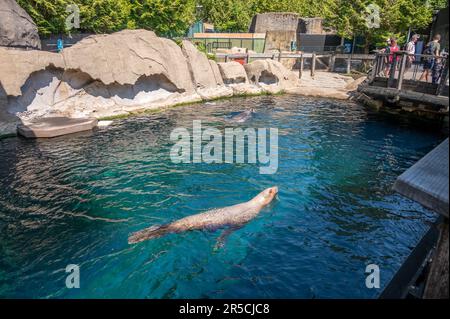 Vancouver, British Columbia - 26 maggio 2023: All'interno della popolare attrazione Vancouver Aquarium. Foto Stock