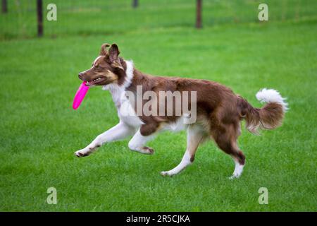 Collie di confine, rosso-tri, con frisbee Foto Stock