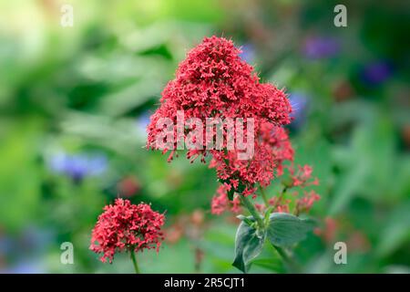 Lista rossa delle parole latine e greche comunemente usate nei nomi sistematici (Centrenthus red valerian (Centrenthus ruber) (Centrenthus rubra), Spurwort Foto Stock