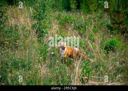 Volpe rossa selvaggia (vulpes Vulpes) vista in verde prato durante l'estate, guardando verso la fotocamera al di fuori di Whitehorse, Yukon territorio. Foto Stock