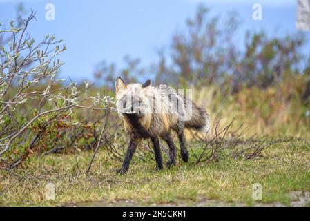 Splendida volpe nera, argento, rossa vista in natura nel nord del Canada, territorio Yukon. Estate nel artico con sfondo sfocato verde paesaggio Foto Stock