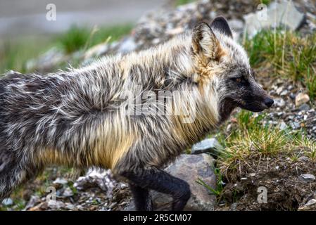 Splendida volpe nera, argento, rossa vista in natura nel nord del Canada, territorio Yukon. Estate nel artico con sfondo sfocato verde paesaggio Foto Stock