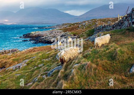 Grassing di pecore sulla costa occidentale dell'isola di Harris nelle Ebridi esterne, Scozia, Regno Unito. Foto Stock