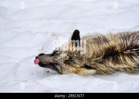 Splendida volpe a croce nera, argentata, rossa vista nel selvaggio del Canada settentrionale, territorio dello Yukon con fondo innevato. Foto Stock