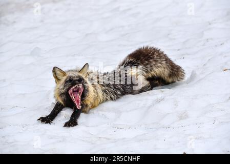 Splendida volpe a croce nera, argentata, rossa vista nel selvaggio del Canada settentrionale, territorio dello Yukon con fondo innevato, in posa in bocca stretching e yawning Foto Stock