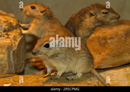 Ratto di sabbia grassa (Psammomys obesus) Ratti di sabbia Foto Stock