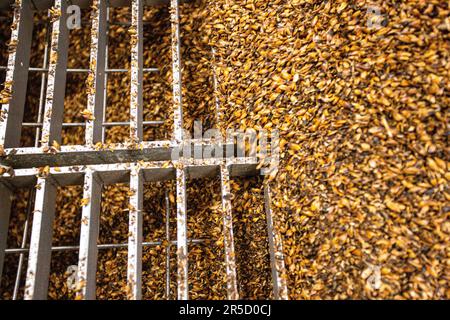 L'orzo maltato viene utilizzato per creare un singolo whisky di malto presso la distilleria Holyrood Edinburgh, Scozia Foto Stock