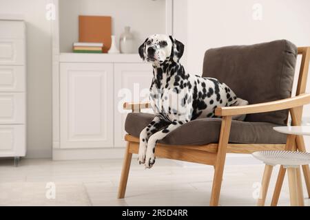 Adorabile cane dalmata su poltrona a casa Foto Stock