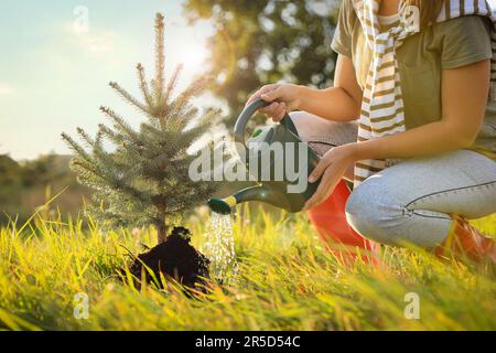 Donna annaffiatura conifere appena piantato in prato il giorno di sole, primo piano Foto Stock