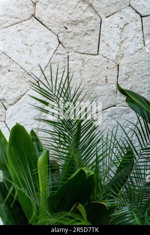 Lush green tropical leaves against a big stone wall Foto Stock