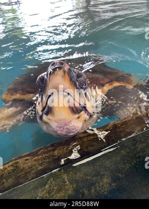 Rettili in Sri Lanka. Visita lo Sri Lanka Foto Stock