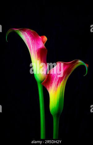 Due graziosi Lillies Red Green Calla Foto Stock