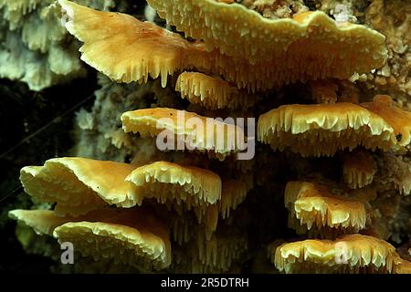Funghi scaffali gialli (Cerrena zonata) su albero morto primo piano Foto Stock