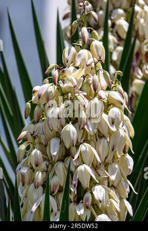 Yucca Gloriosa sempreverde succulente arbusto di cactus chiamato anche spagnolo Dagger fiori bianchi primo piano Foto Stock