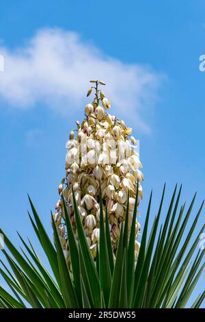 Yucca Gloriosa sempreverde succulente arbusto di cactus chiamato anche spagnolo Dagger fiori bianchi primo piano Foto Stock