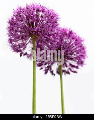 Due fiori d'allio viola si fondono insieme su sfondo bianco. Fuoco sul fiore di sinistra. Fondo ornamentale a cipolla Foto Stock