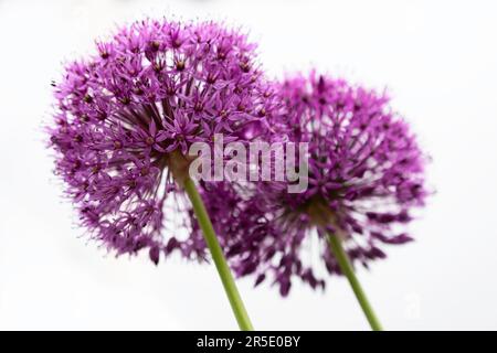 Due fiori d'allio viola si fondono insieme su sfondo bianco. Fuoco sul fiore di sinistra. Fondo ornamentale a cipolla Foto Stock