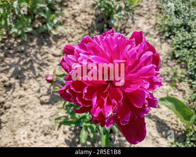 Cottage fiori di peonia in Romania. Paeonia officinalis Foto Stock