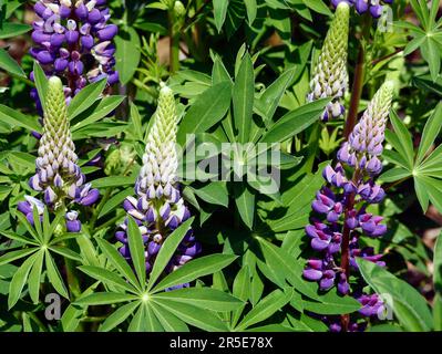 Lupino viola, Lupinus polyphyllus che fiorisce in primavera Foto Stock