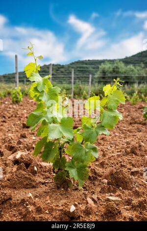 Germogli giovani sulle nuove piante di Cannonau. Primo piano dei germogli e dei grappoli d'uva negli innesti di vite appena piantati. Agricoltura tradizionale Foto Stock